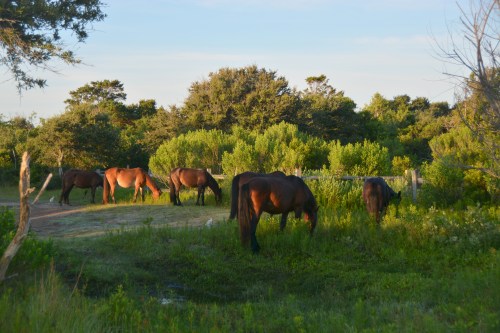 golden hour 7-6-2014 6-32-20 AM