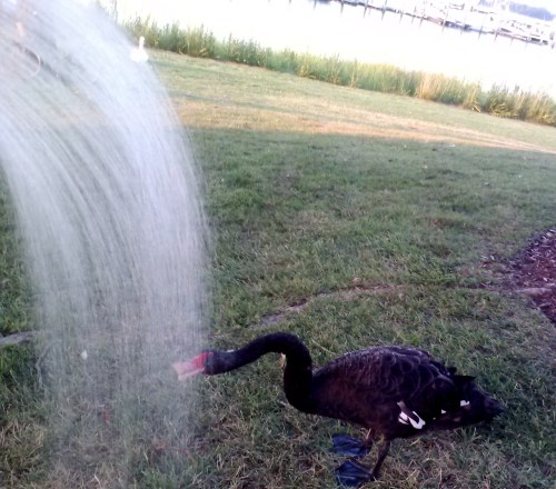 groom drinking 7-7-2014 8-03-09 PM