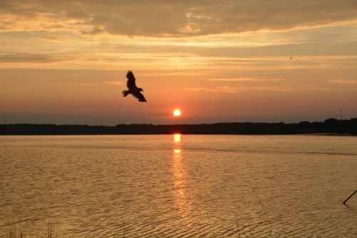 gull 7-16-2014 8-12-15 PM