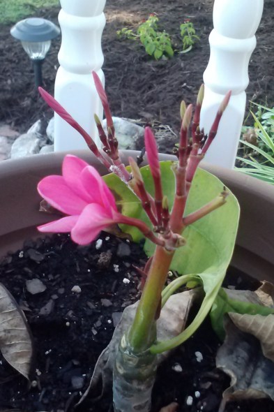 plumeria 7-17-2014 9-39-38 AM