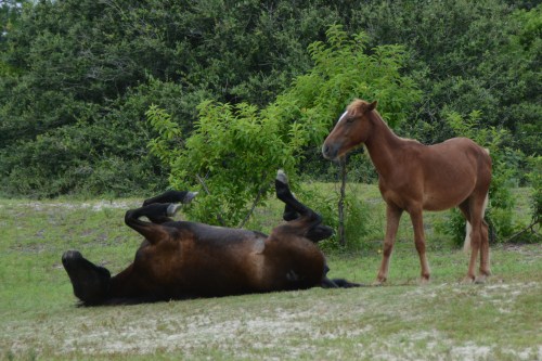 roll over 7-23-2014 8-34-40 AM