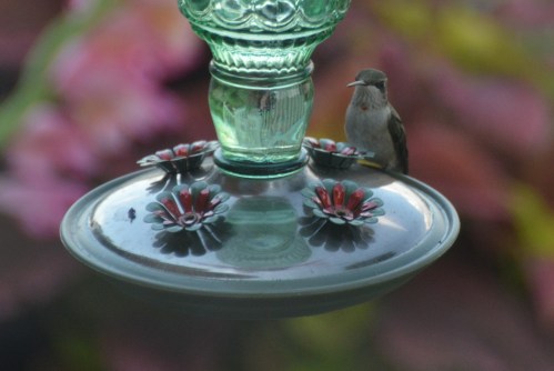 ruby 7-17-2014 3-48-54 PM