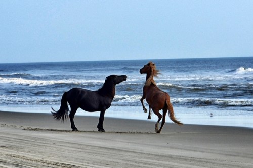 2 stallions 9-1-2013 8-30-017