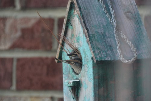 2 wrens 8-25-2014 3-02-24 PM