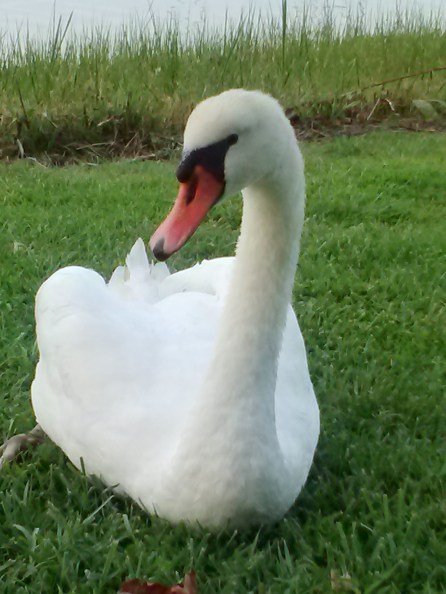 bride swan closeup