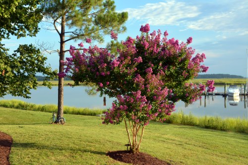 crepe myrtle 7-26-2014 7-10-31 AM