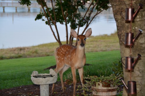 fawn3 8-5-2014 7-51-12 PM