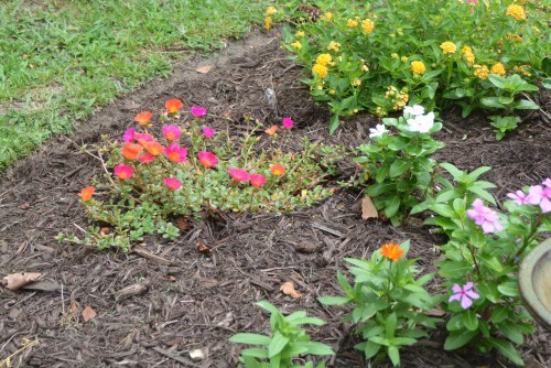 front flowerbed purslane 8-9-2014 12-43-10 PM