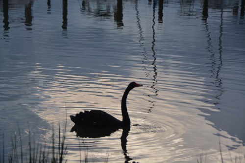 groom swan 8-12-2014 7-22-45 PM