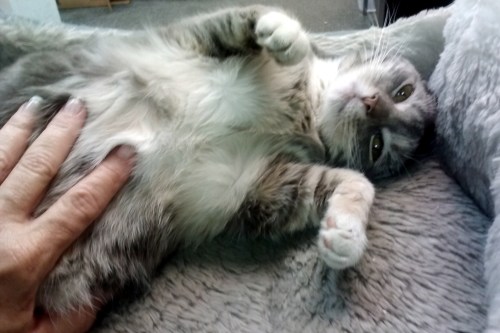 gypsy 8-26-2014 3-01-53 PM