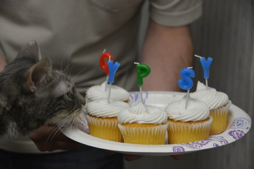 gypsy cupcakes closeup 8-18-2014 10-20-18 AM