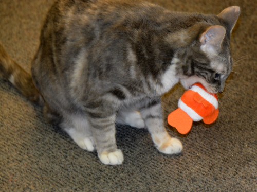 gypsy with fish in mouth 8-18-2014 12-23-51 PM