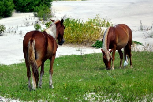 horses in grass 8-11-2013 12-01-057