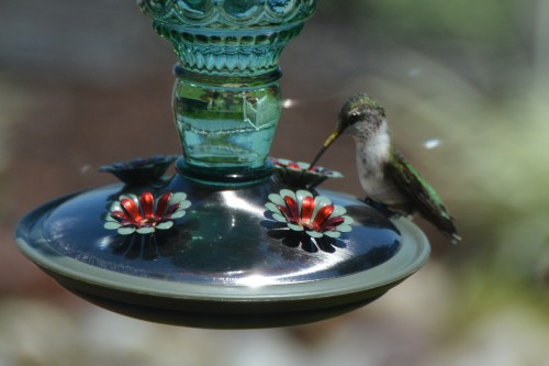 hummie 7-25-2014 12-43-09 PM