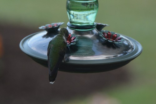 hummie from back 7-20-2014 4-28-20 PM