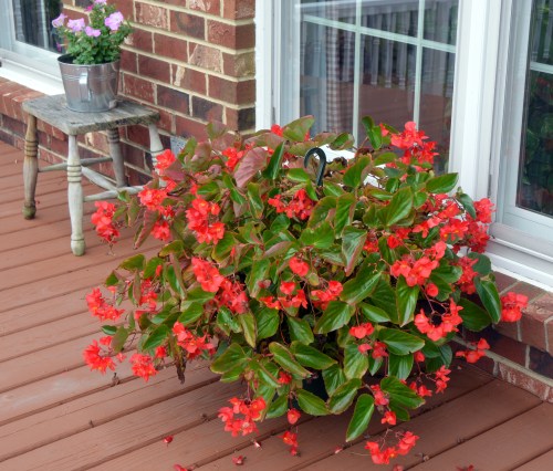 janets begonia 8-9-2014 12-47-34 PM