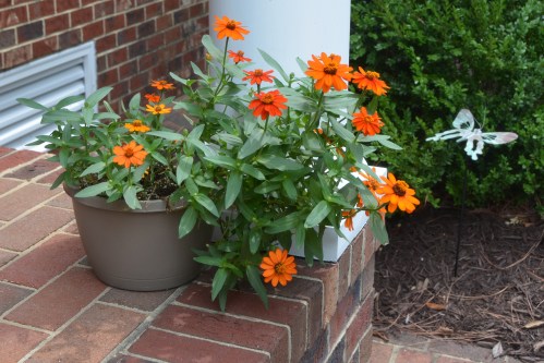 orange zinnia 8-9-2014 12-42-17 PM