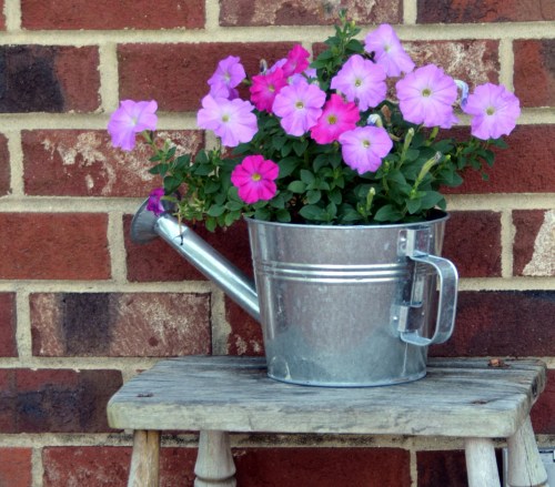 pink petunias 8-17-2014 3-08-37 PM
