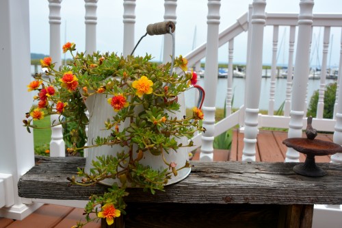 purslane in coffeepot and mini birdbath 8-9-2014 12-47-22 PM