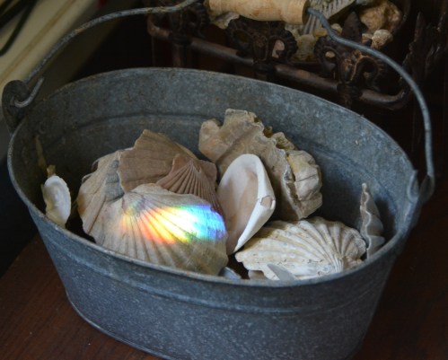 rainbow shell 8-27-2014 3-07-01 PM