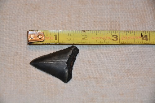 sharks tooth 8-28-2014 7-50-21 PM