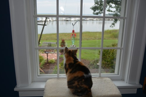 sundae and hummie feeder 8-22-2014 12-59-47 PM