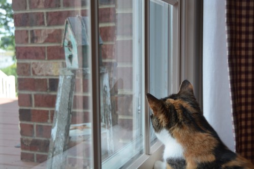 sundae looking at wrens 8-25-2014 3-02-33 PM