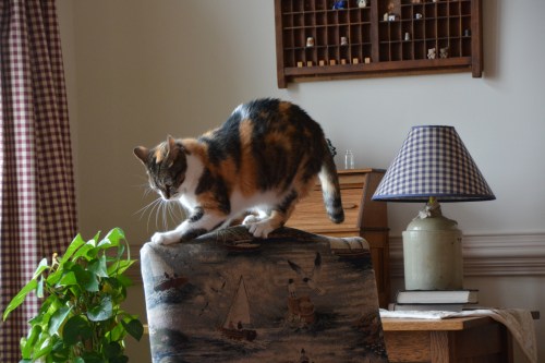 sundae on chair 8-1-2014 3-45-10 PM