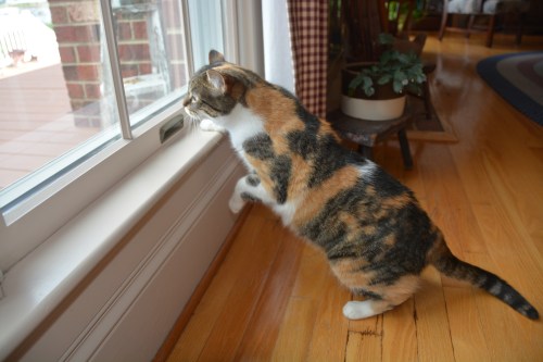 sundae ready 8-25-2014 3-05-02 PM