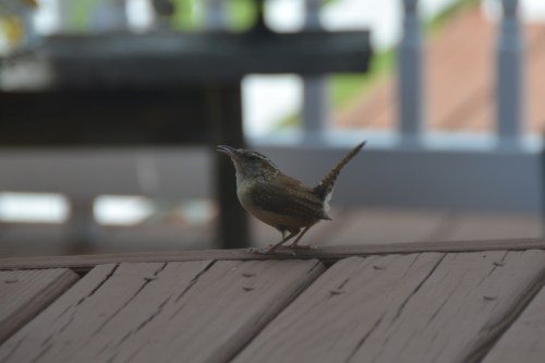 wren on deck 8-25-2014 3-04-32 PM
