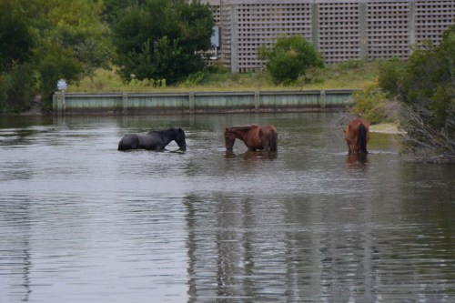 3 in canal 8-30-2014 7-30-55 AM