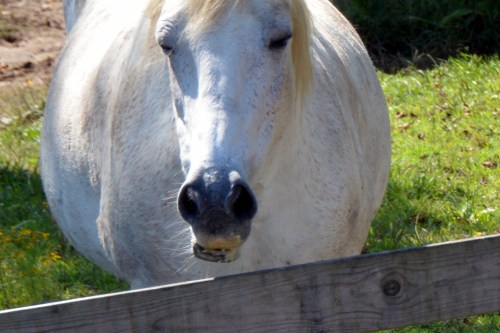 aggies mouth 9-22-2014 1-37-41 PM