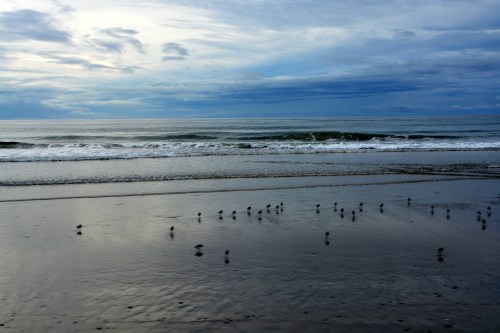 birds 8-4-2014 9-28-26 AM