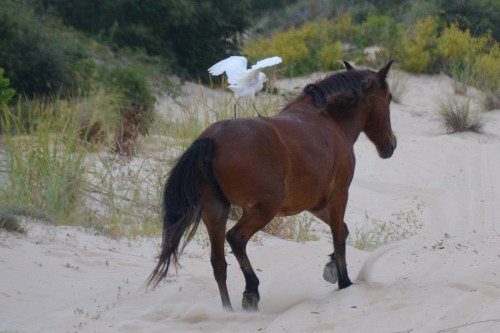 egret 8-30-2014 8-20-06 AM