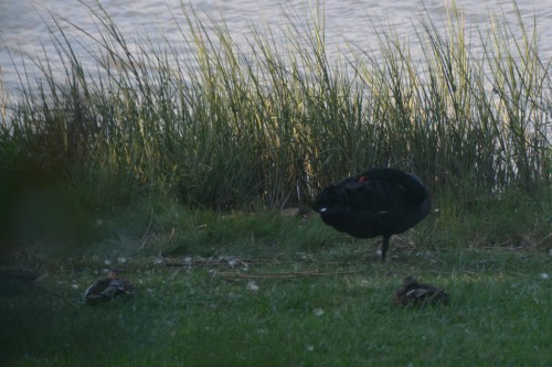 groom swan sleeping 9-19-2014 3-38-15 PM