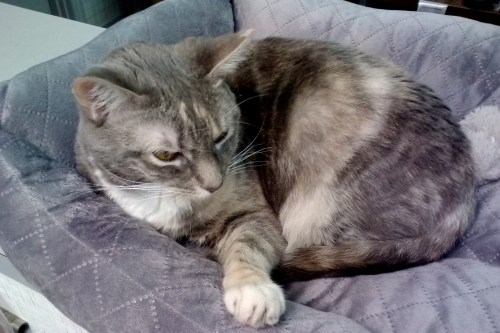 gypsys new bed 9-13-2014 4-57-33 PM