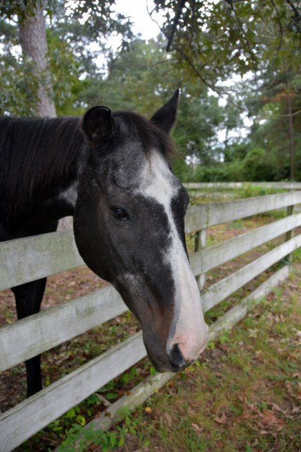 horse and fence 9-13-2014 1-34-42 PM