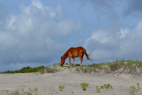 horse and sea oats 6-23-2013 9-06-51 AM