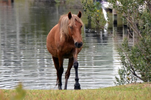 horse coming out of canal 8-30-2014 7-32-01 AM