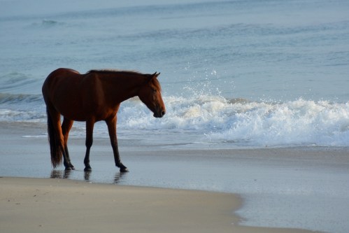 horse in water 9-5-2014 7-52-19 AM
