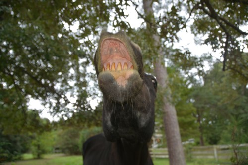 horse teeth 9-13-2014 1-33-23 PM
