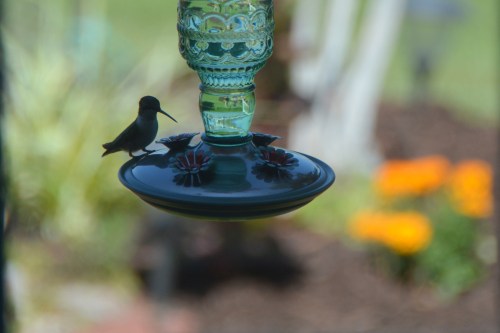 hummie17-25-2014 2-16-09 PM 7-25-2014 2-16-09 PM