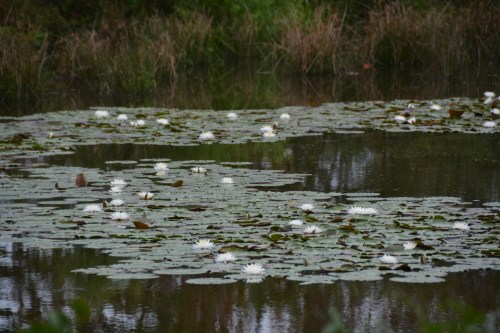 lily pad 9-13-2014 10-19-06 AM