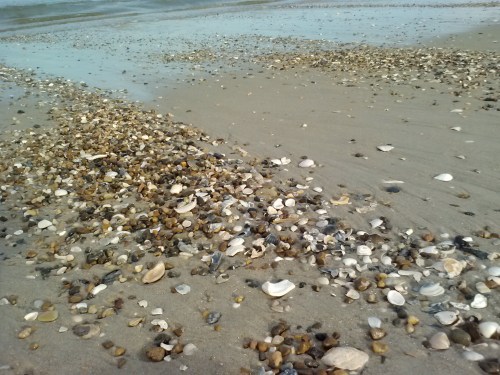 PI 3 shells 9-4-2014 5-37-08 PM