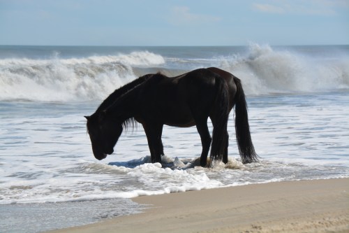 2 black horses 10-4-2014 1-33-03 PM