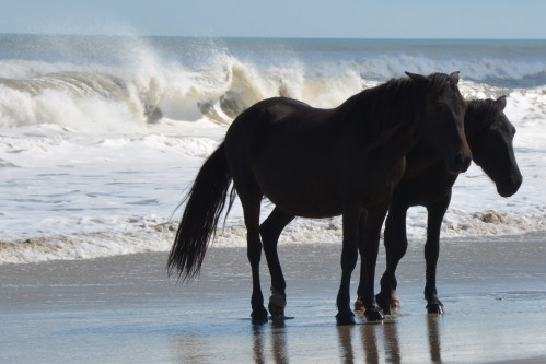 2 black horses in surf 10-4-2014 1-33-15 PM