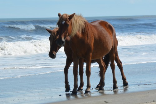 2 brown horses in surf 10-4-2014 1-33-20 PM