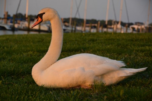 bride swan - boat background 5-1-2014 7-39-41 PM