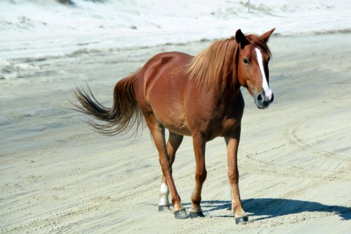 brown 10-4-2014 1-40-12 PM