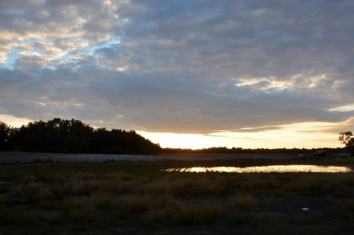 cotton field at sunset 10-18-2014 6-00-23 PM